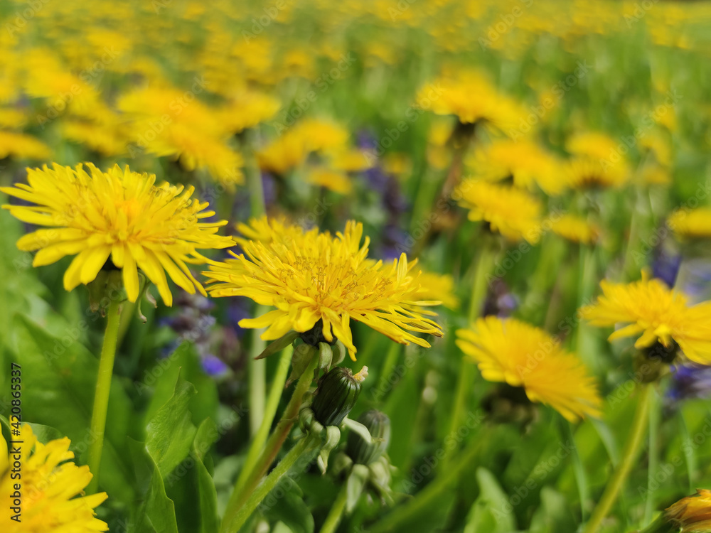 yellow dandelions in the grass yellow dandelions in the grass