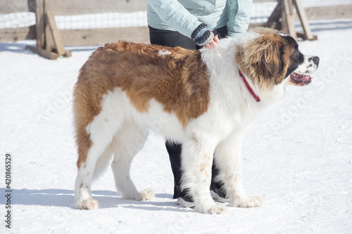 Cute moscow watchdog puppy is standing on white snow with his owner in the winter park. Pet animals.