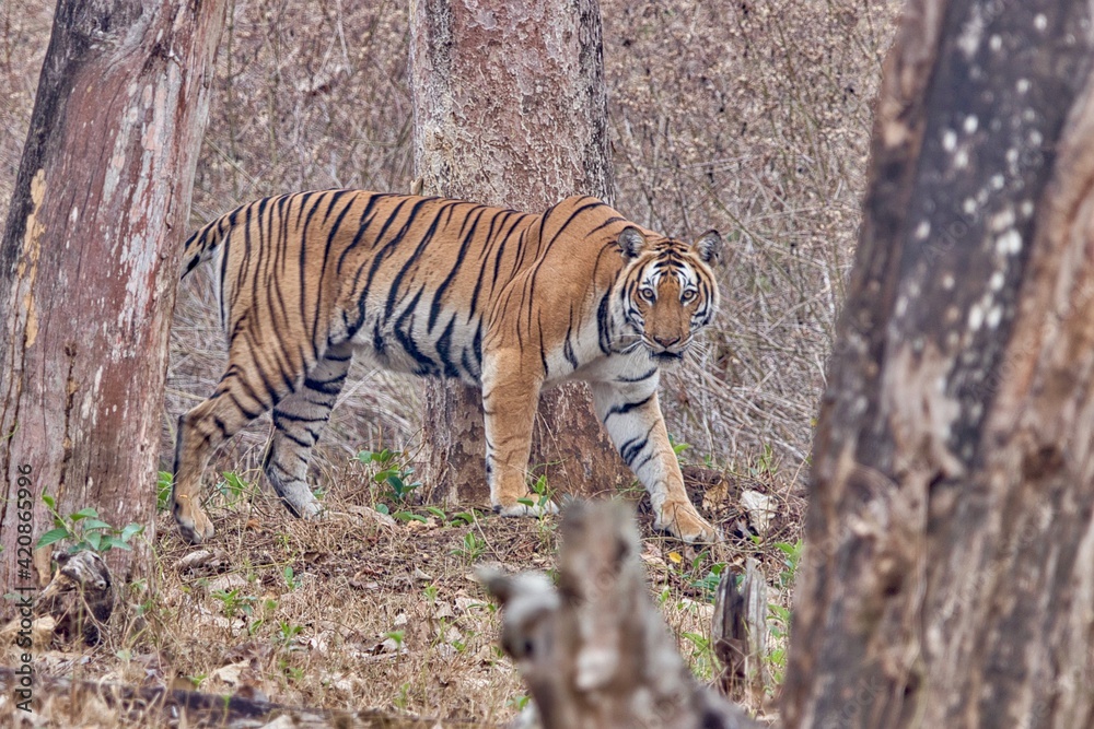 Fototapeta premium Female Tiger with ferocious look at Kabini, Nagarhole National Park, Karnataka, India