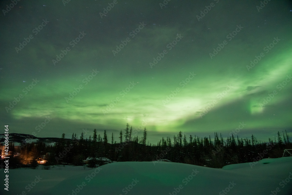 Amazing green, magnificent display of northern lights seen in the wilderness of Canada, Yukon Territory during winter season with snow below at night time, spruce, pine trees below dancing sky lights.