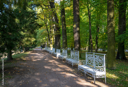 Autumn alleys of the park Openwork interweaving of tree branches. Bright sunlight. White benches.