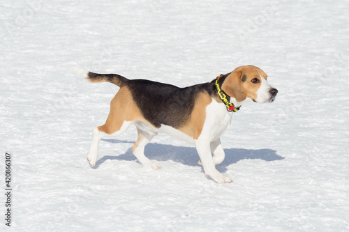 Cute english beagle puppy is walking on white snow in the winter park. Pet animals.