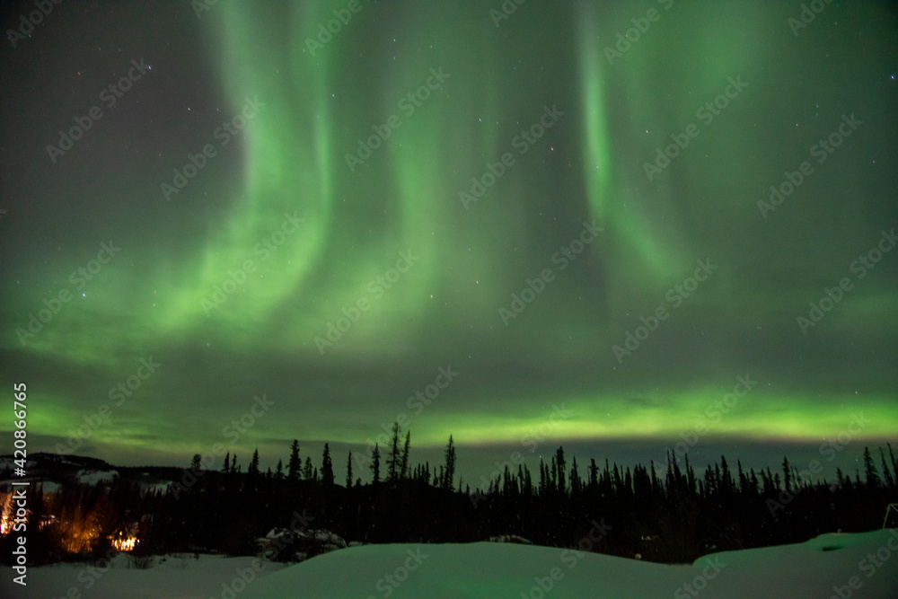 Amazing green, magnificent display of northern lights seen in the wilderness of Canada, Yukon Territory during winter season with snow below at night time, spruce, pine trees below dancing sky lights.