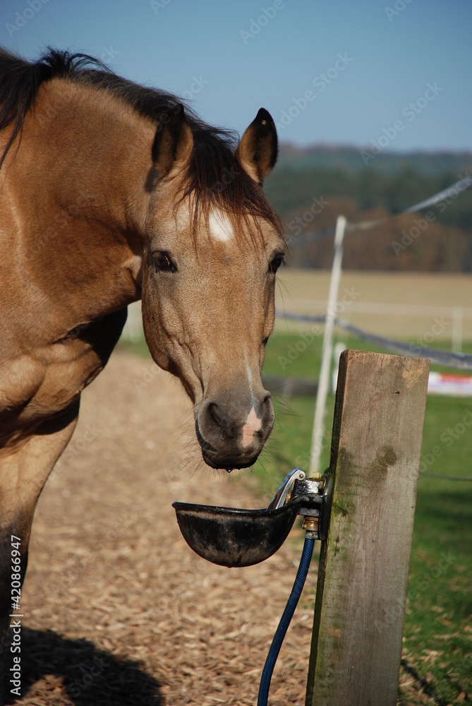 Fototapeta premium Pony an Selbsttränke
