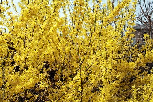 close up of yellow flowers