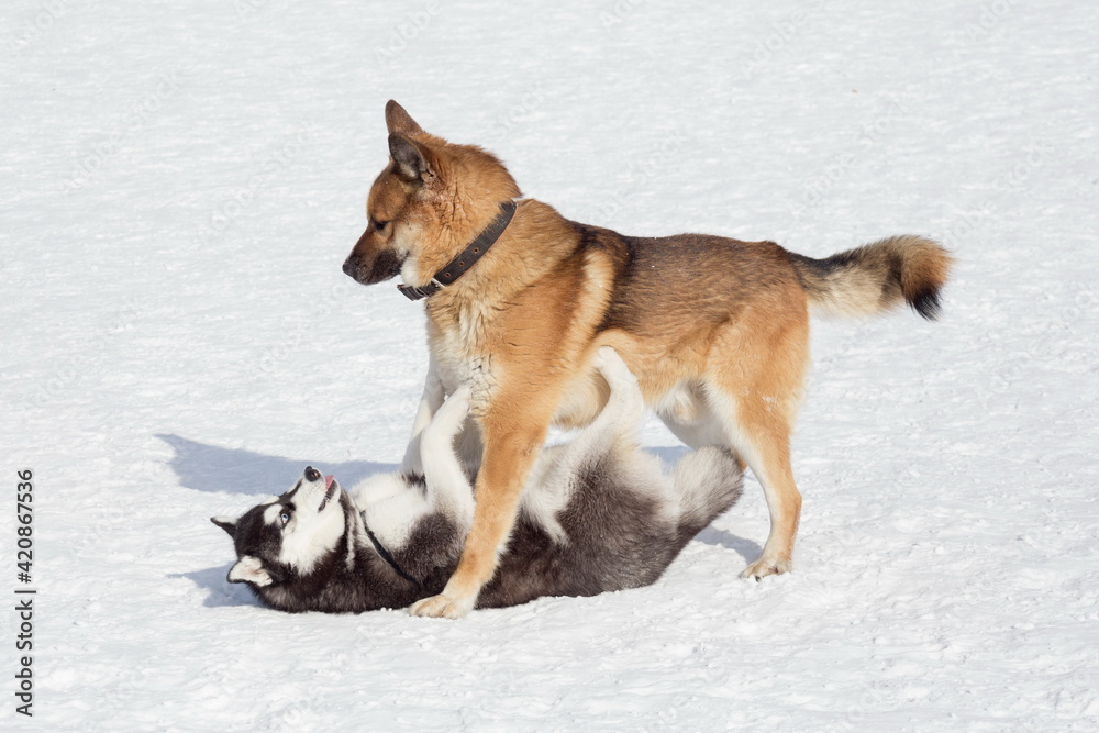 Siberian husky puppy and multibred dog are playing on a white snow in the winter park. Pet animals.