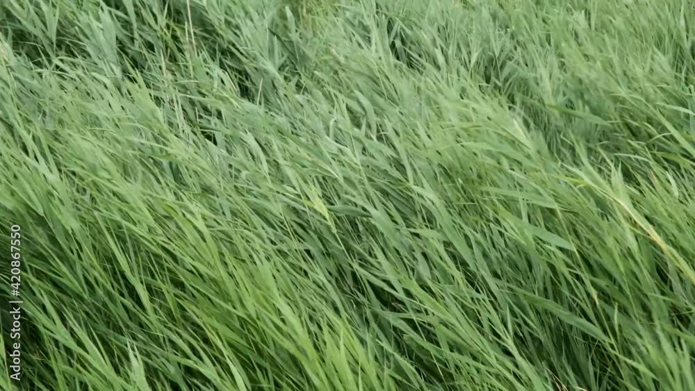 Reeds blowing in a strong breeze. Bulrush reeds, also called Cattails or Reedmace. Natural background green reeds in the wind (4K-60fps) Reeds blowing in a strong breeze. Bulrush reeds, also called Cattails or Reedmace. Natural background green reeds in the wind (4K-60fps)