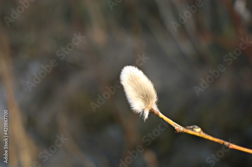White fluffy buds on pussy willow bushes bloom in early spring