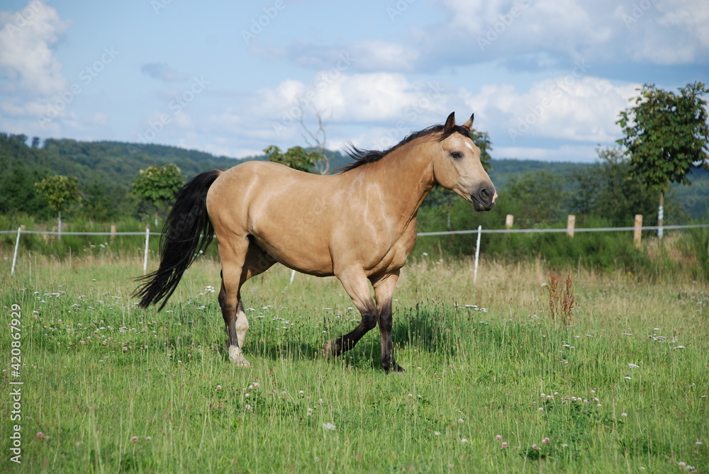 Fototapeta premium Connemara im Trab