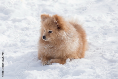 Cute german spitz puppy is lying on white snow in the winter park. Pet animals. © tikhomirovsergey