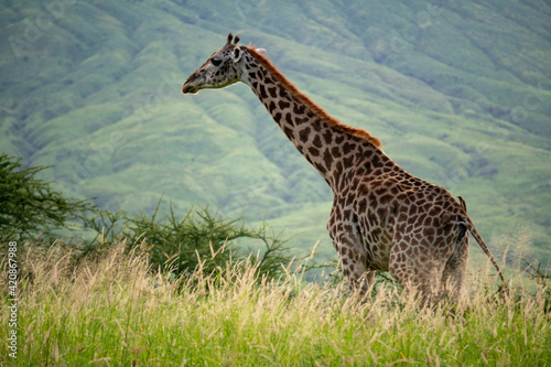 Wild Giraffe in Savannah near Volcano Ol Doinyo Lengai - Tanzania, Eastern Africa