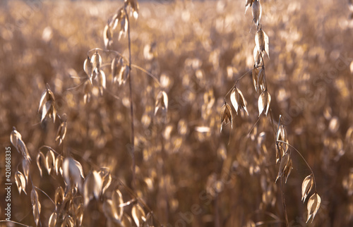 Ripe oats in the field as agricultural background.