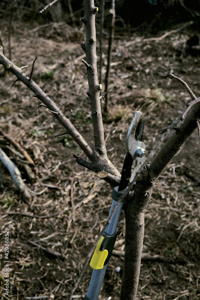 a clearing of the trees for a better fruit in the new year a clearing of the trees for a better fruit in the new year