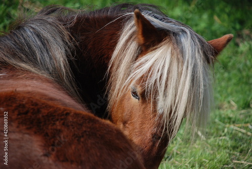 Photography Ponies schlafen im Herdenverband