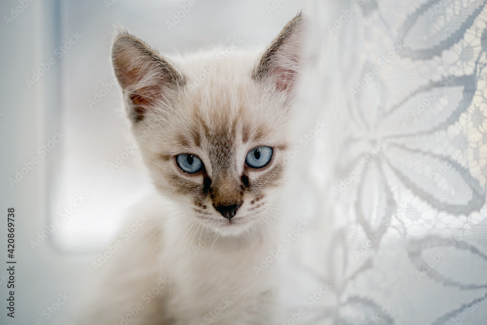Portrait of a kitten with blue eyes on the window.