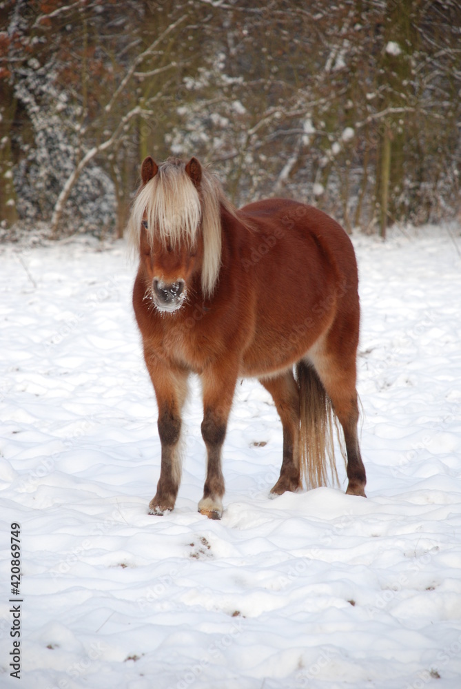 Pferdeherde im Schnee