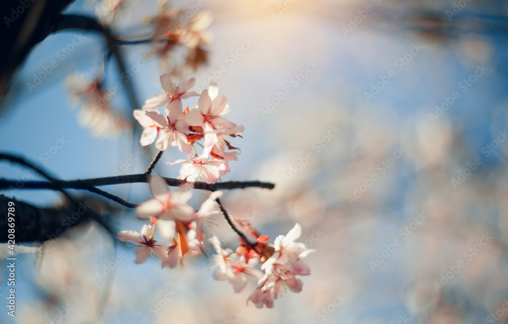 Branch with flowers of a sakura tree.