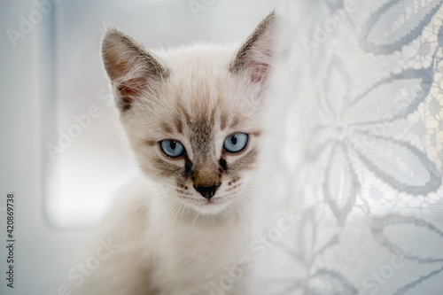 Fototapeta Naklejka Na Ścianę i Meble -  Portrait of a kitten with blue eyes on the window.