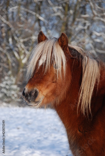 Pferdeherde im Schnee
