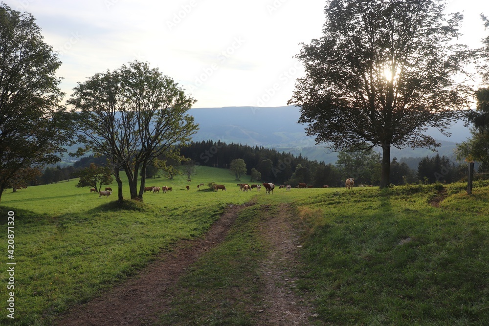 Obraz premium A view to the meadow full of cows and bulls with sun closing down in mountains at Jeseniky, Czech republic