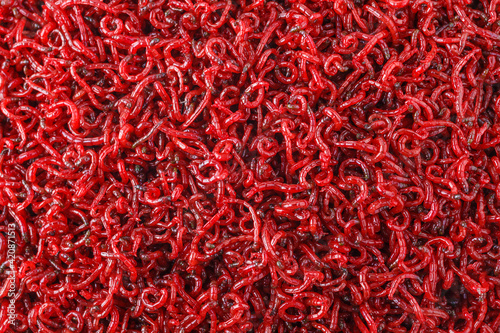 bloodworm  close-up. Macro shooting. nozzle for fishing.
