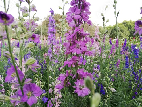 Mauve-Lavender Larkspur flowers in a blooming field.