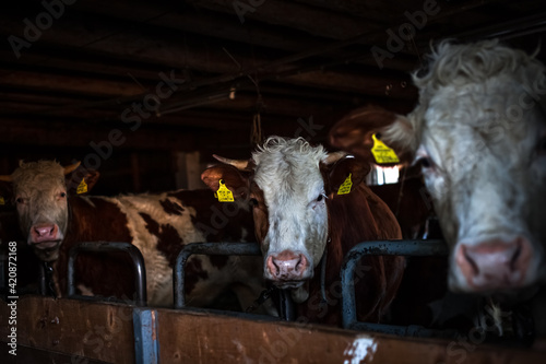 cows in a barn on a rural farm