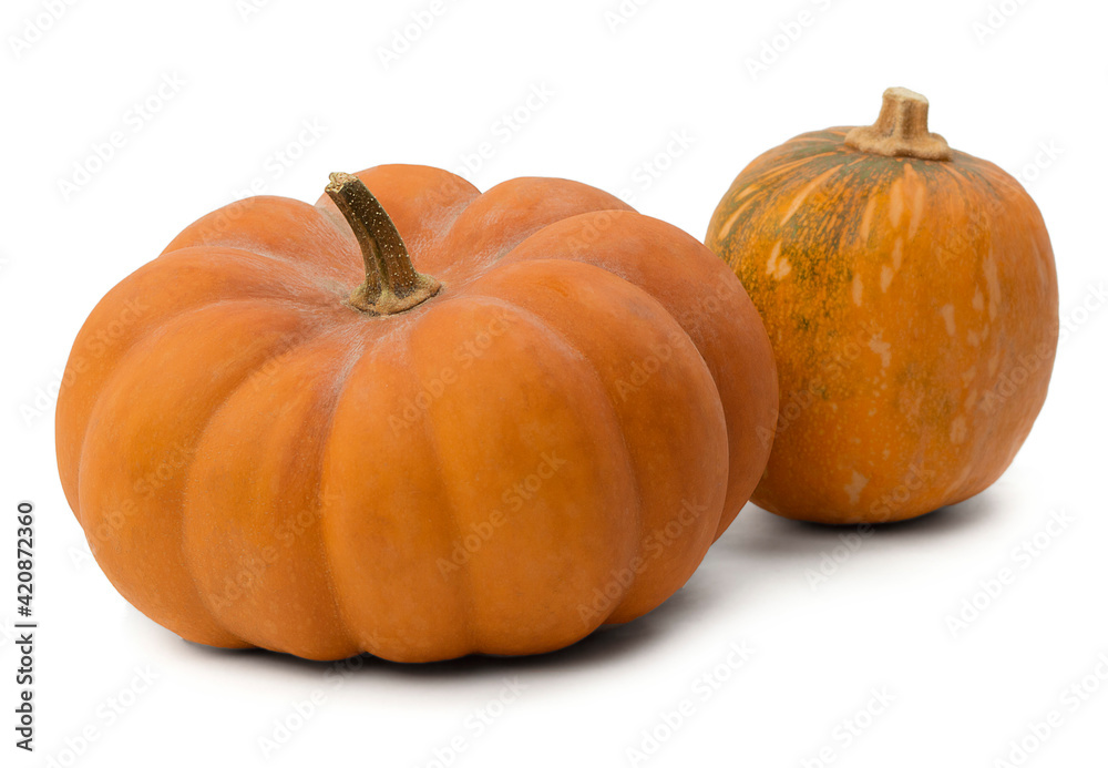 Obraz premium Close-up of a large ripe pumpkin isolated on a white background. Isolated pumpkin fruit. Autumn season. Halloween decor.