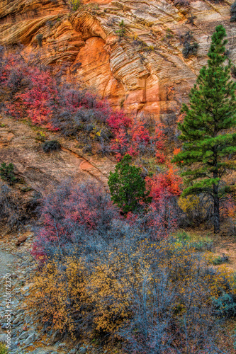 USA, Utah, Zion National Park. Autumn scenic.