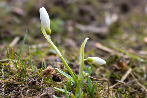 The first spring flowers are white snowdrops against the background of stones and last year's dry grass. © Volha