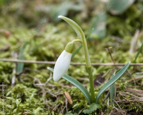 The first spring flowers are white snowdrop against the background of grass.