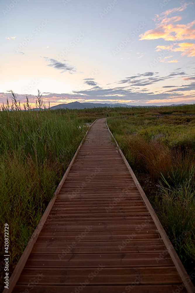 Wooden walkway over the water and vegetation