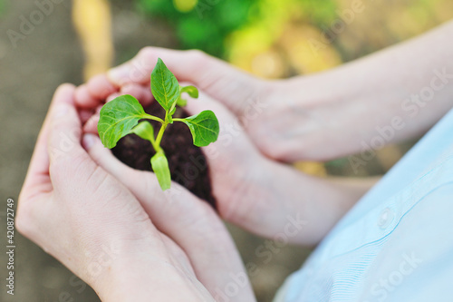 Photos close-up of a child's hands in the hands of an adult holding a sprout or a green seedling of a young plant against the ground