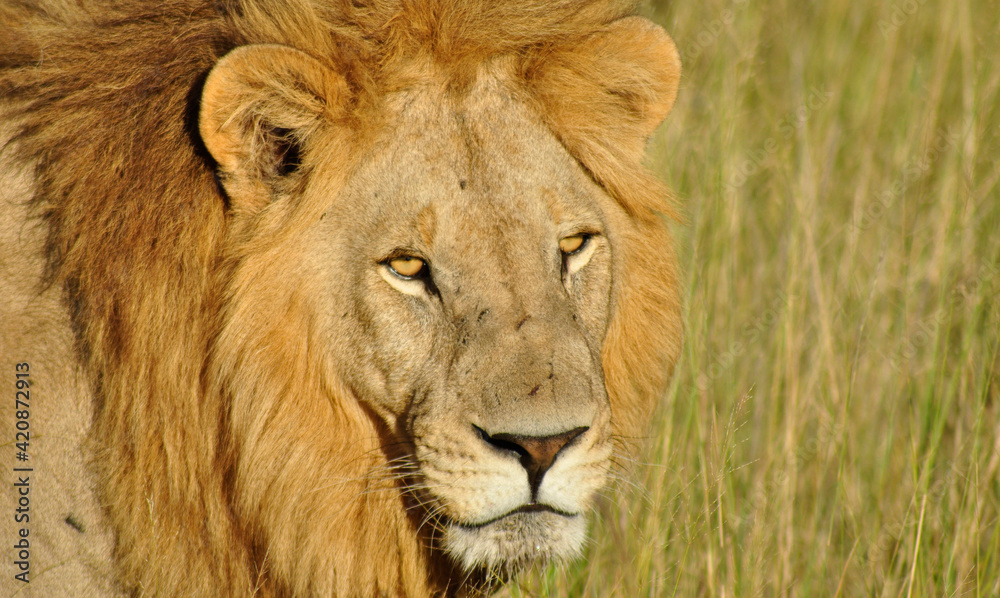 The king of the wilderness: A Lion in the high gras of the Okavango-Delta swamps