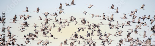 Sandhill Crane Winter Migration Flock Flying