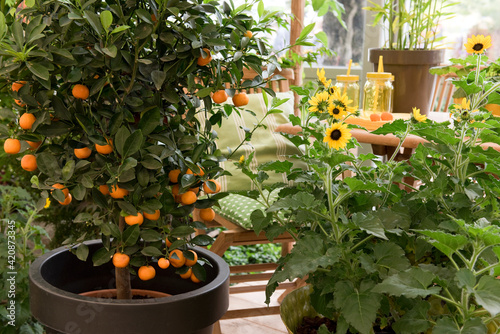 Orangenbaum, Sonnenblumen, Zimmerpflanzen, Terrasse
