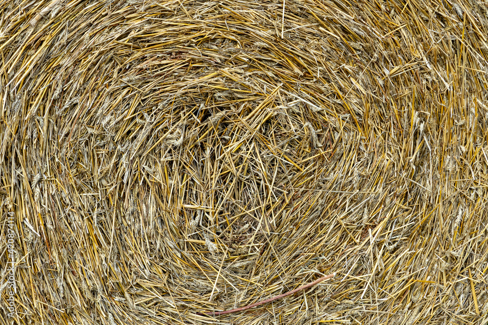 Round golden straw bales lie on the field after the grain harvest. A bale of hay close-up. The harvest season of grain crops. Round golden straw bales lie on the field after the grain harvest. A bale of hay close-up. The harvest season of grain crops.