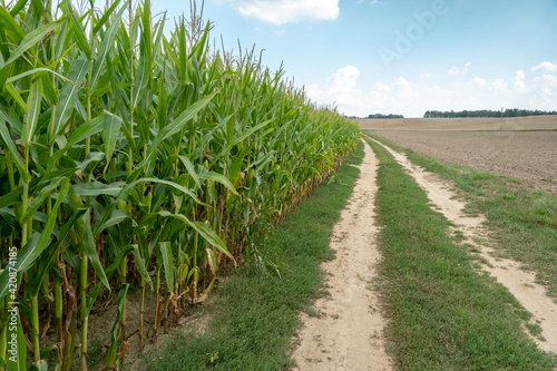 There is a large cornfield along the dirt road. Growing corn in an ecologically clean area. Vegetarianism and health.