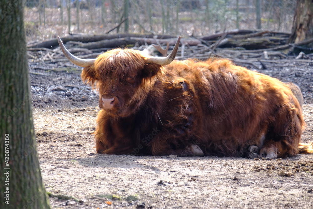 Fototapeta premium scottish highland cow
