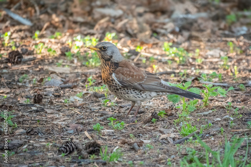 Wood bird Fieldfare, Turdus pilaris, on a sprng lawn.