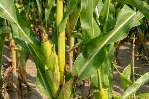 A cornfield against a blue sky. Ecological farming. corn cob close-up.