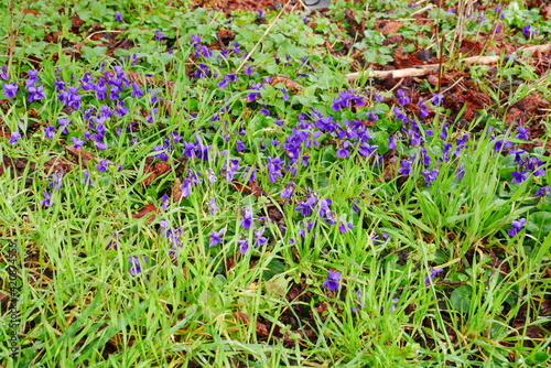 purple fragrant violets in march between green grass on forest floor