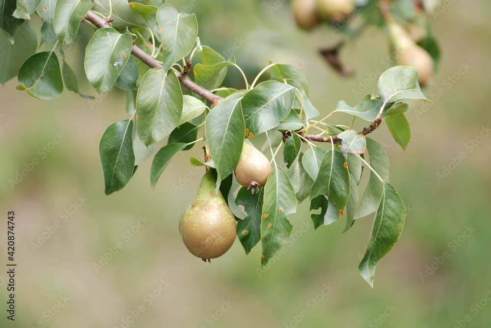 Obraz premium Birne