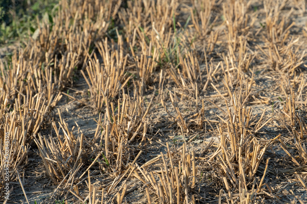 Fototapeta premium Stubble field after cutting grain. empty clean agricultural field after harvesting. Drought at the end of the harvest season. Organic farming.