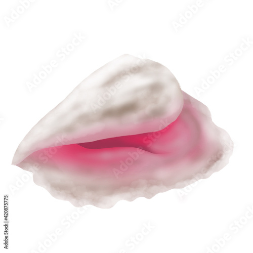 Illustration of beautiful conch shell on white 