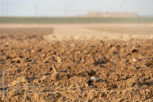 empty clean agriculture field, background and texture for design, copy space, eco farming and organic agriculture concept. There are traces of wheeled harvesting equipment on the sand.