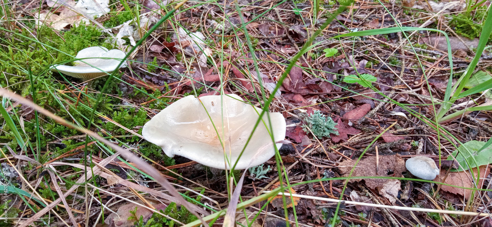 mushrooms in the grass. Forest. Belovezhskaya Pushcha, Kamenyuki, Belarus.
