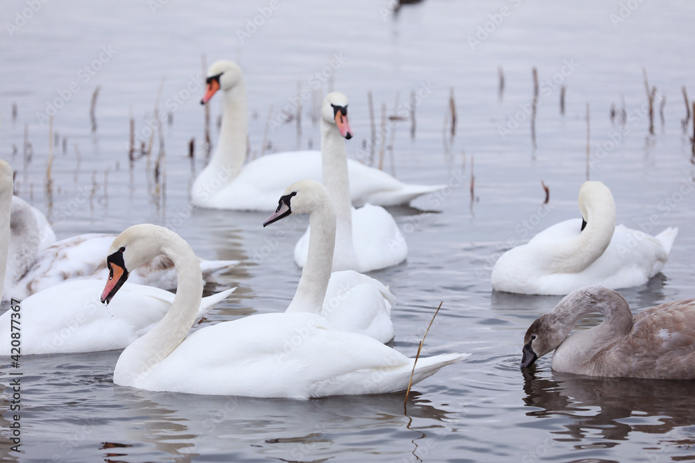 Obraz premium White swan flock in spring water. Swans in water. White swans. Beautiful white swans floating on the water. swans in search of food. selective focus