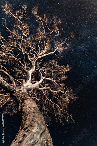 Long exposure image of a dead, old tree with bare branches reaching out to the Milky Way above, shallow focus