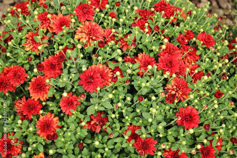 Beautiful bright red Chrysanthemum flowers grow in abundance in the garden area